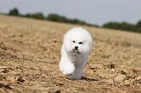 BICHON FRISE 099